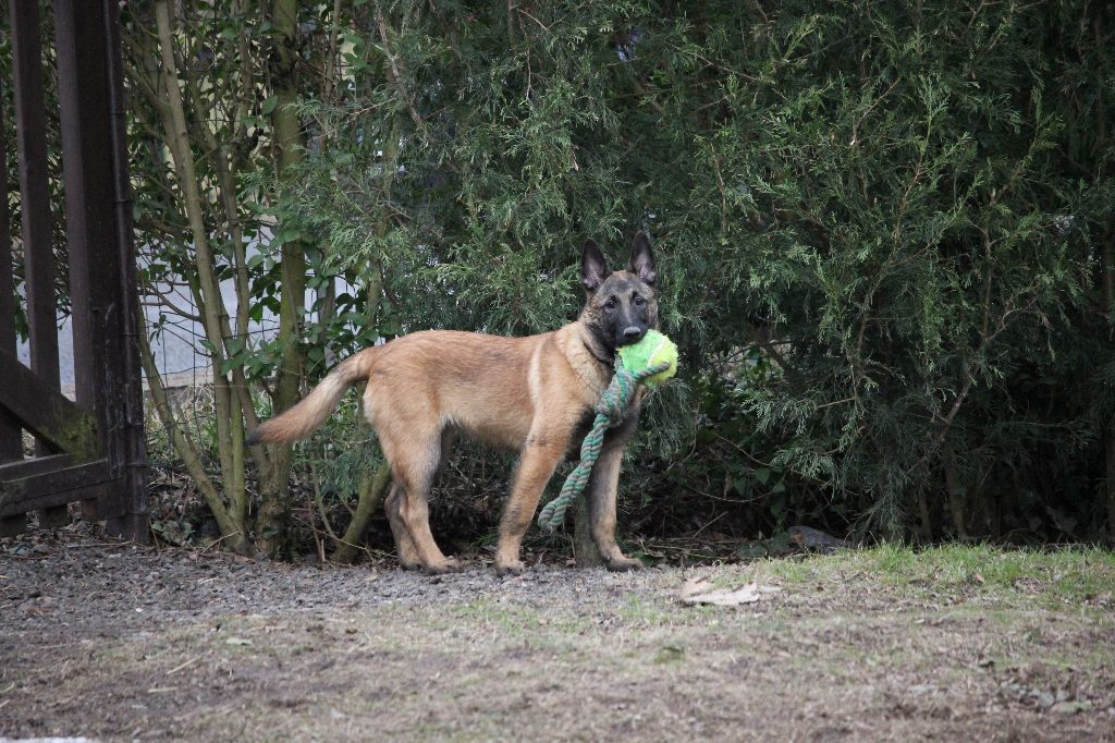 Missy Des Crocs Du Pacot