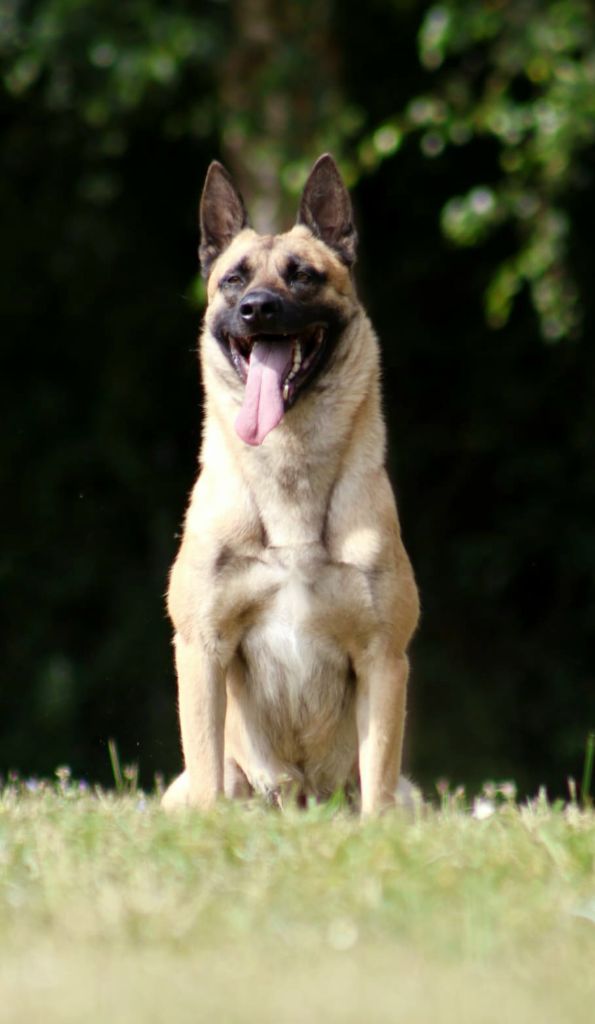 Tiako Des Crocs Du Pacot