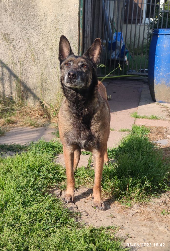 Mafia Des Crocs Du Pacot