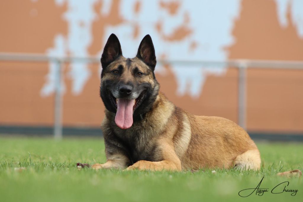 Urback Des Crocs Du Pacot