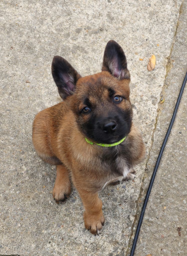 Des Crocs Du Pacot - Chiots disponibles - Berger Belge