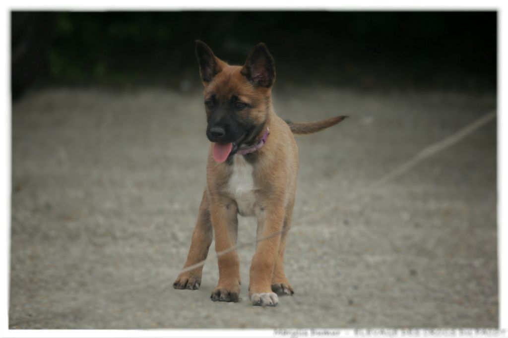 Des Crocs Du Pacot - Chiots disponibles - Berger Belge